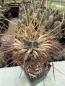 Preview: Leuchtenbergia principis